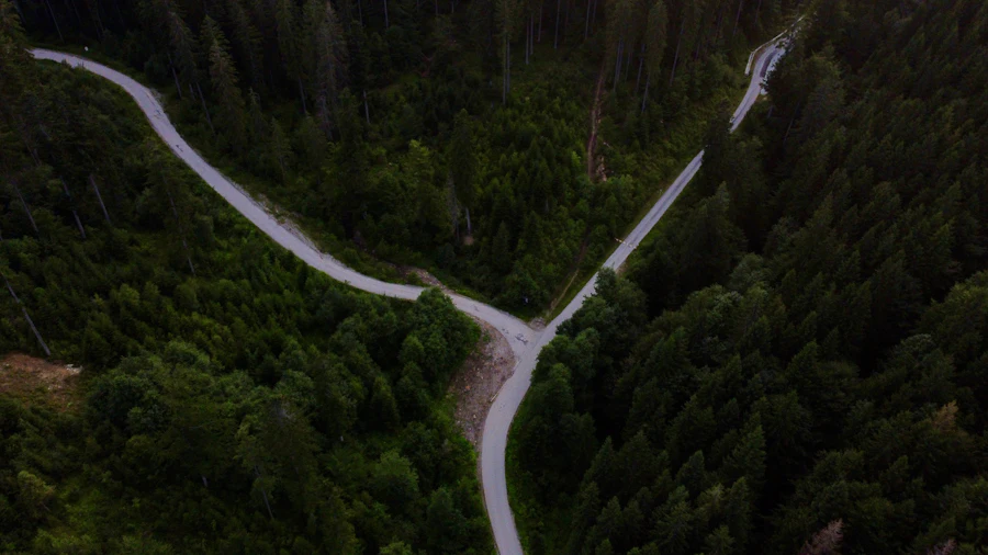 Aerial view of a forest path splitting in two